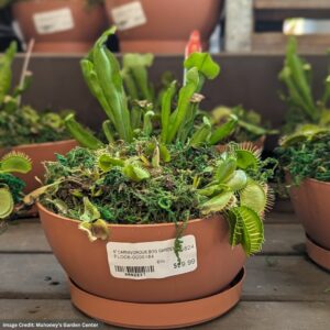 Carnivorous Bog Garden – 6″ Pot