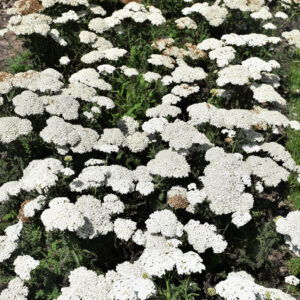 Achillea (Yarrow) – Firefly Diamond – #1 Container