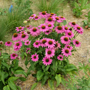 Echinacea (Coneflower) – Pow Wow Wild Berry – #2 Container