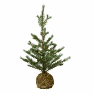 Mini Fir Tree Moss Ball