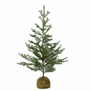 Mini Fir Tree Moss Ball