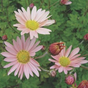 Sheffield Chrysanthemum