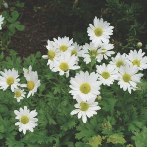 White Bomb Chrysanthemum