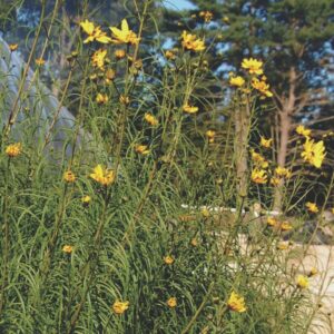 Helianthus Salicifolius