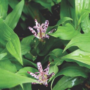 Sinonome Toad Lily