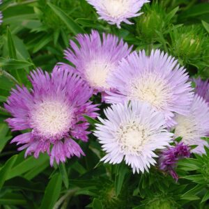 Color Wheel Aster