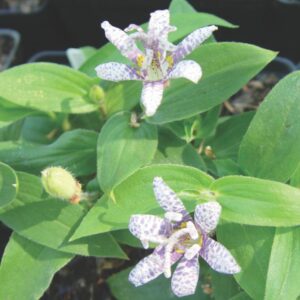 Tricyrtis Hirta (Toad Lily) – Miyazaki – #1 Pot