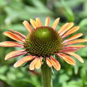 Echinacea (Coneflower) – Rainbow Marcella – #1 Pot