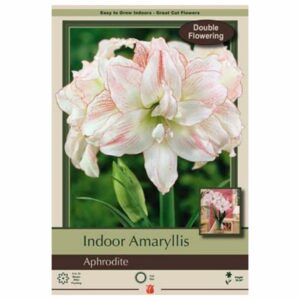 Amaryllis - Aphrodite