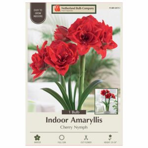 Amaryllis - Cherry Nymph