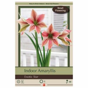 Amaryllis - Exotic Star