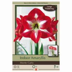 Amaryllis - Monte Carlo