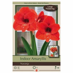 Amaryllis - Naranja