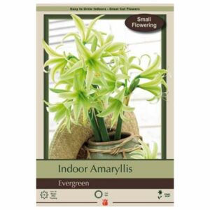 Amaryllis - Evergreen