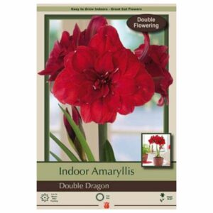 Amaryllis - Double Dragon