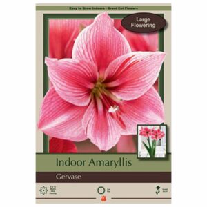 Amaryllis - Gervase