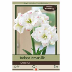 Amaryllis - Amadeus