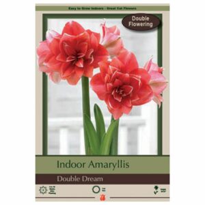 Amaryllis - Double Dream