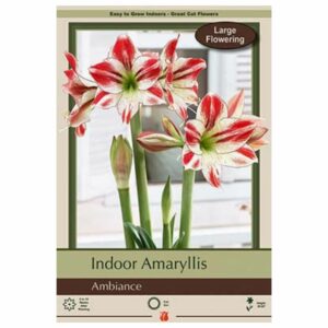 Amaryllis - Ambiance