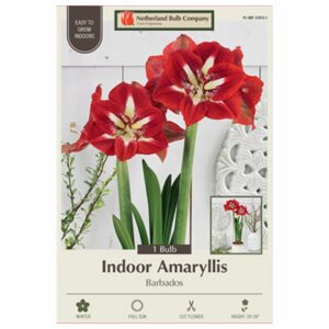 Amaryllis - Barbados