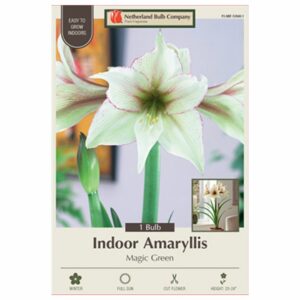 Amaryllis - Magic Green