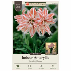 Amaryllis - Dancing Queen