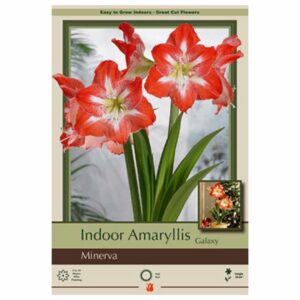 Amaryllis - Minerva