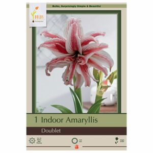 Amaryllis - Doublet