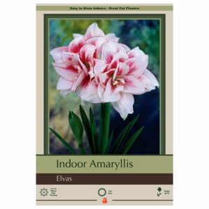 Amaryllis - Elvas