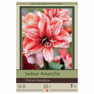 Amaryllis - Flamed Amadeus