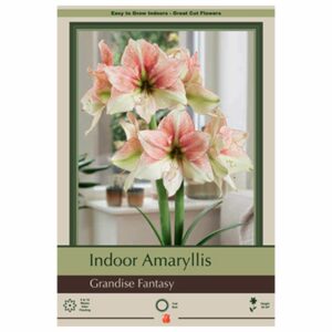 Amaryllis - Grandise Fantasy