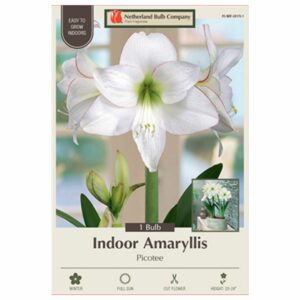 Amaryllis - Picotee