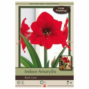 Amaryllis - Red Lion