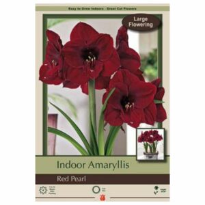 Amaryllis - Red Pearl