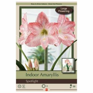 Amaryllis - Spotlight