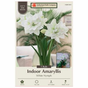 Amaryllis - White Nymph