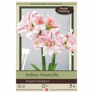 Amaryllis - Striped Amadeus