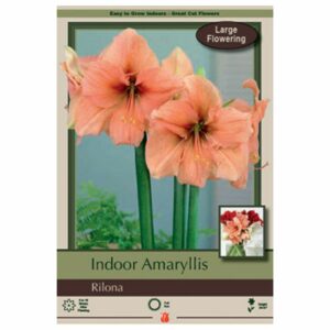 Amaryllis - Rilona