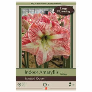 Amaryllis - Spotted Queen