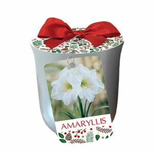 Amaryllis - White Christmas