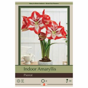 Amaryllis - Pierrot