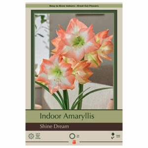 Amaryllis - Shine Dream