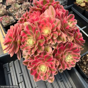 Aeonium Pink Witch Cluster