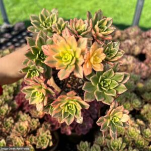 Aeonium Sweet Tea Cluster