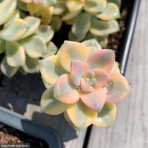 Graptopetalum Variegated Tituban