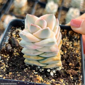 Crassula Moonglow Variegated