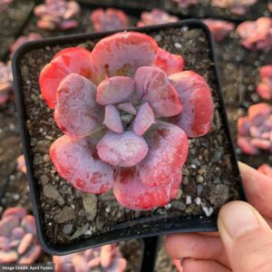 Echeveria Heart Delight