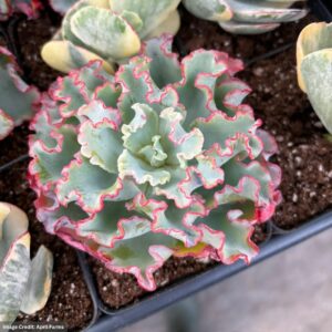 Echeveria Aquarius Frills