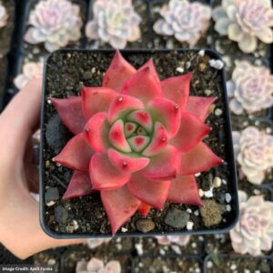 Echeveria Frank Reinelt