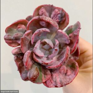 Echeveria Rainbow Beyonce